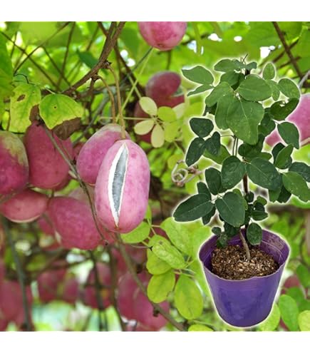 Amazon | あけび苗木 五つ葉アケビの苗木 13.5cmポット苗 1年生